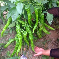 Nasiona Papryka śruba szt.5 Nxx31