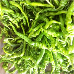 Nasiona Papryka śruba szt.5 Nxx31