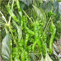 Nasiona Papryka śruba szt.5 Nxx31