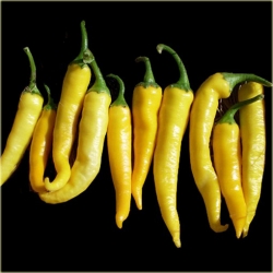 Nasiona Papryka długa ostra szt.5 Nxx30