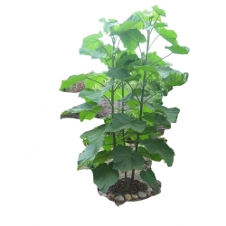 Nasiona Paulownia lila szt.10 N275