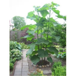 Nasiona Paulownia lila szt.10 Nxx275