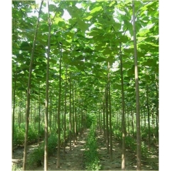 Nasiona Paulownia lila szt.10 Nxx275