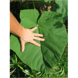 Nasiona Paulownia lila szt.10 Nxx275