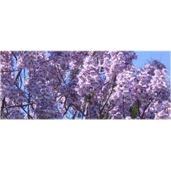 Nasiona Paulownia lila szt.10 Nxx275