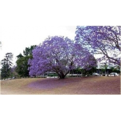 Nasiona Paulownia lila szt.10 Nxx275