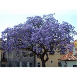 Nasiona Paulownia lila szt.10 Nxx275