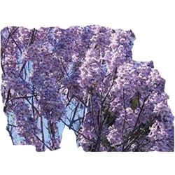 Nasiona Paulownia mix szt.10 N276