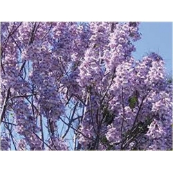 Nasiona Paulownia mix szt.10 Nxx276