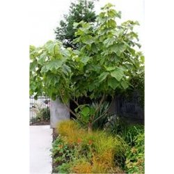 Nasiona Paulownia mix szt.10 Nxx276