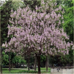 Nasiona Paulownia mix szt.10 Nxx276