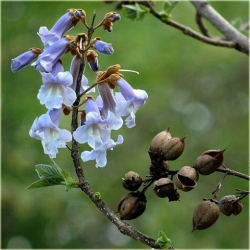 Nasiona Paulownia mix szt.10 Nxx276