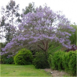 Nasiona Paulownia mix szt.10 Nxx276