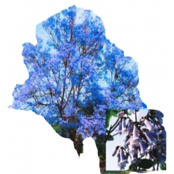 Nasiona Paulownia niebieska szt.10 N247