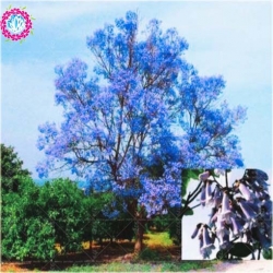 Nasiona Paulownia niebieska szt.10 Nxx247