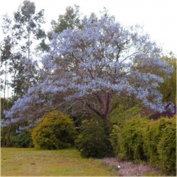 Nasiona Paulownia niebieska szt.10 Nxx247