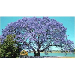 Nasiona Paulownia niebieska szt.10 Nxx247