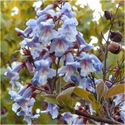 Nasiona Paulownia niebieska szt.10 Nxx247