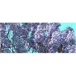 Nasiona Paulownia niebieska szt.10 Nxx247