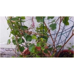 Nasiona Pelargonia pnąca czerw szt.5 Nxx397