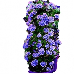 Nasiona Pelargonia pnąca niebieska szt.5 N398