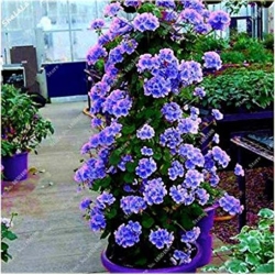 Nasiona Pelargonia pnąca niebieska szt.5 Nxx398