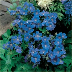 Nasiona Pelargonia pnąca niebieska szt.5 Nxx398