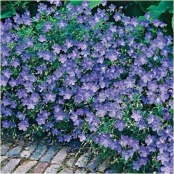 Nasiona Pelargonia pnąca niebieska szt.5 Nxx398