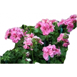 Nasiona Pelargonia pnąca różowa szt.5 N400