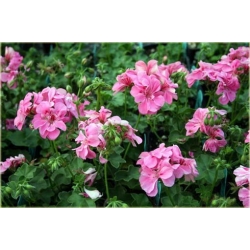 Nasiona Pelargonia pnąca różowa szt.5 Nxx400