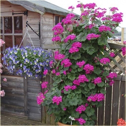 Nasiona Pelargonia pnąca różowa szt.5 Nxx400