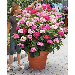 Nasiona Pelargonia pnąca różowa szt.5 Nxx400