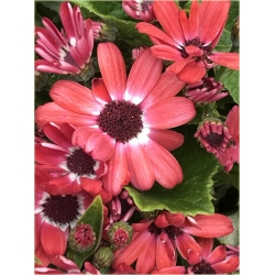 Nasiona Pericallis hybrida czerwony szt.5 Nxx486