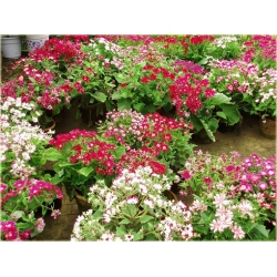 Nasiona Pericallis hybrida czerwony szt.5 Nxx486