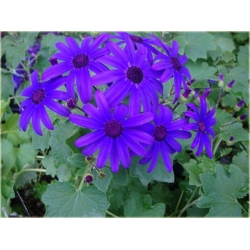 Nasiona Pericallis hybrida niebieski szt.5 Nxx485