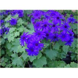 Nasiona Pericallis hybrida niebieski szt.5 Nxx485