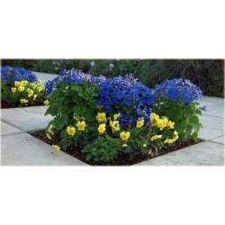 Nasiona Pericallis hybrida niebieski szt.5 Nxx485