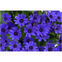 Nasiona Pericallis hybrida niebieski szt.5 Nxx485