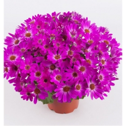 Nasiona Pericallis hybrida różowy szt.5 N487