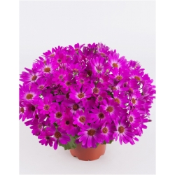 Nasiona Pericallis hybrida różowy szt.5 Nxx487