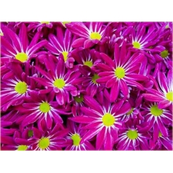 Nasiona Pericallis hybrida różowy szt.5 Nxx487