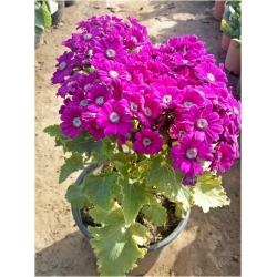 Nasiona Pericallis hybrida różowy szt.5 Nxx487