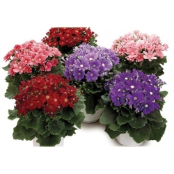 Nasiona Pericallis hybrida różowy szt.5 Nxx487