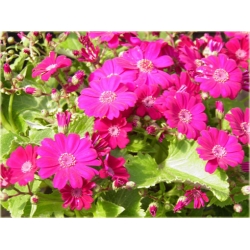 Nasiona Pericallis hybrida różowy szt.5 Nxx487