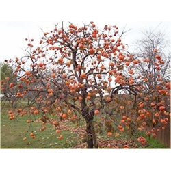 Nasiona Persymona owoc kaki szt.5 Nxx277