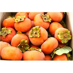 Nasiona Persymona owoc kaki szt.5 Nxx277