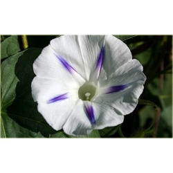 Nasiona Petunia biała kropki Morning szt.10 Nxx610