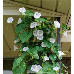 Nasiona Petunia biała kropki Morning szt.10 Nxx610