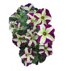 Nasiona Petunia cytrynowo-fioletowa szt.10 N227