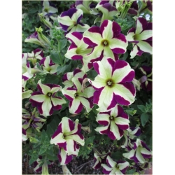 Nasiona Petunia cytryn-fiolet szt.10 Nxx227